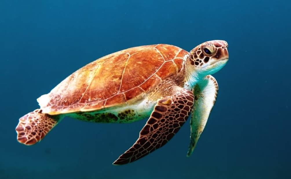 a turtle in the sea