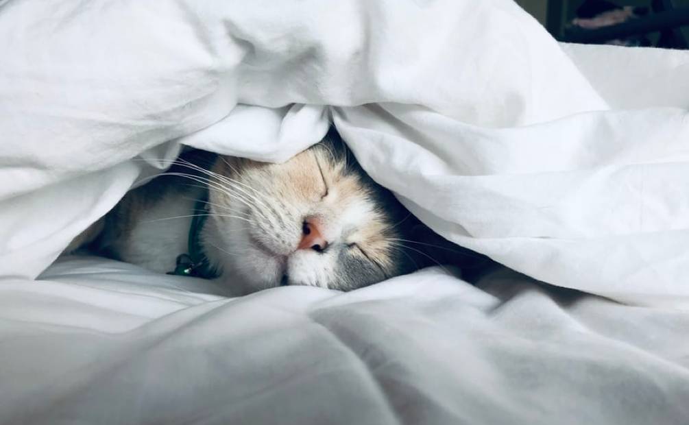 chat qui dort sous une couverture