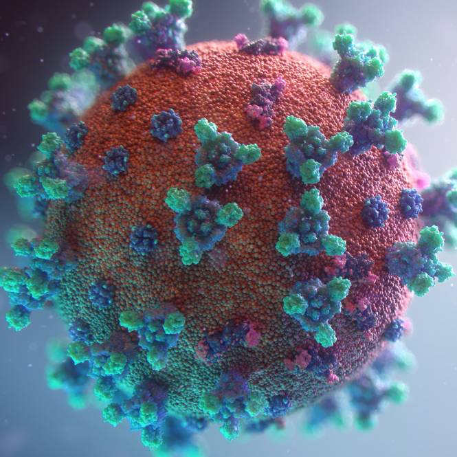 photo du coronavirus